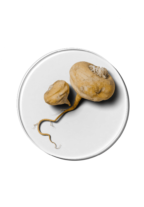 Maca-rot øker energi, libido og hormonbalanse, mye brukt for PMS- og overgangsalderstøtte. Tilgjengelig i Luxious kosttilskudd.