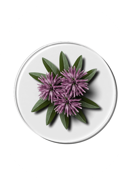 Rødkløverekstrakt er rik på fytoøstrogener, hjelper med å lindre overgangsplager og fremme hormonbalanse. En viktig ingrediens i Luxious kosttilskudd