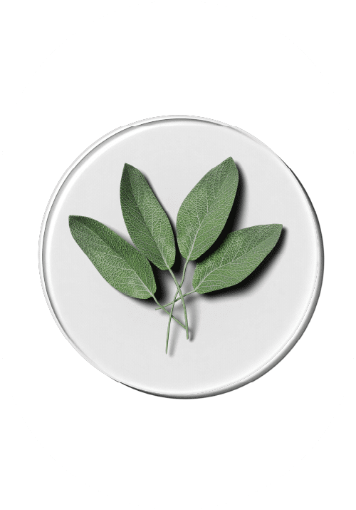 Salvieekstrakt er kjent for å redusere hetetokter og støtte hormonhelsen, en viktig ingrediens i Luxious overgangsalder kosttilskudd.