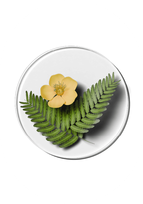 Tribulus-ekstrakt støtter naturlig hormonbalanse, libido og reproduktiv helse. En viktig ingrediens i Luxious kosttilskudd.